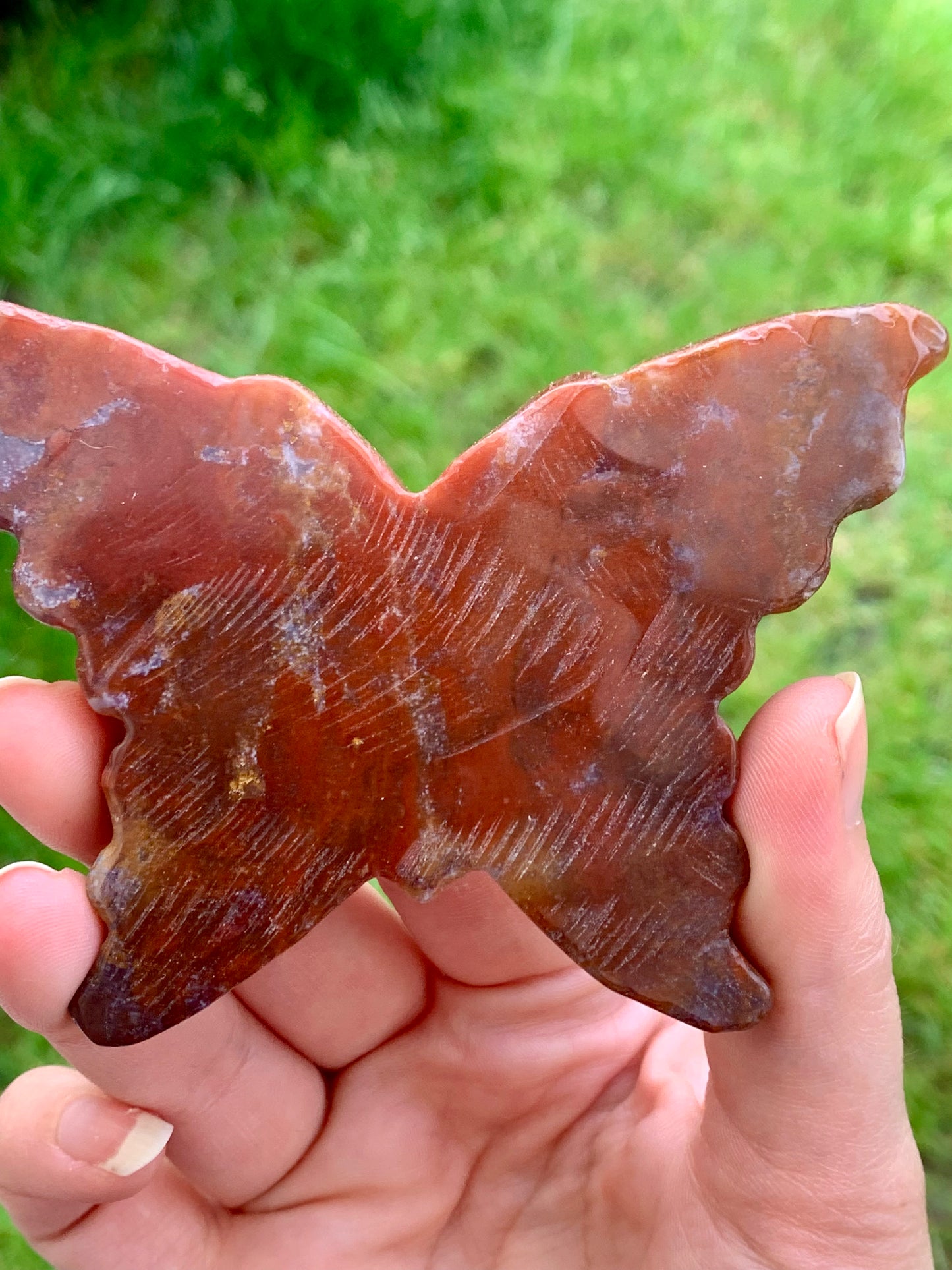 Mariposa de jaspe oceánico
