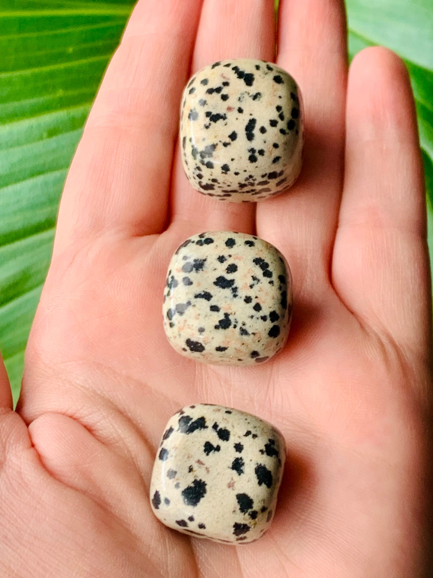 Piedra pulida de jaspe dálmata