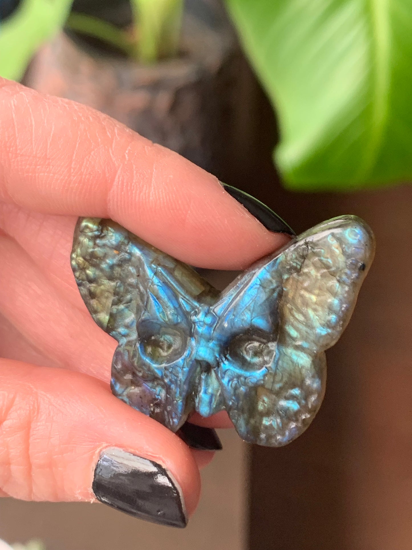 Crâne papillon labradorite 1