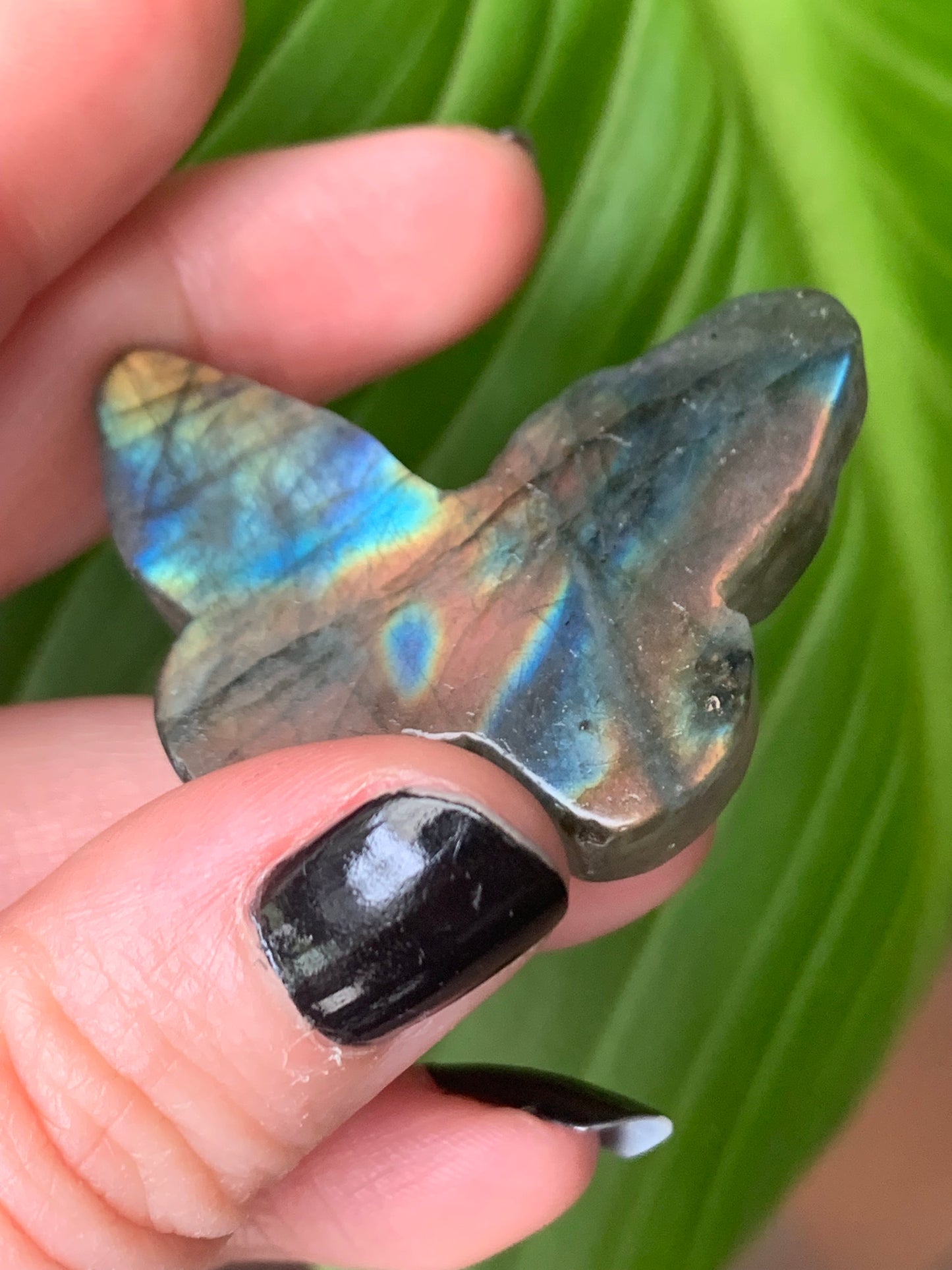 Crâne papillon labradorite 2