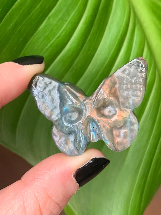 Crâne papillon labradorite 2