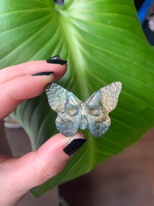 Crâne papillon labradorite 3