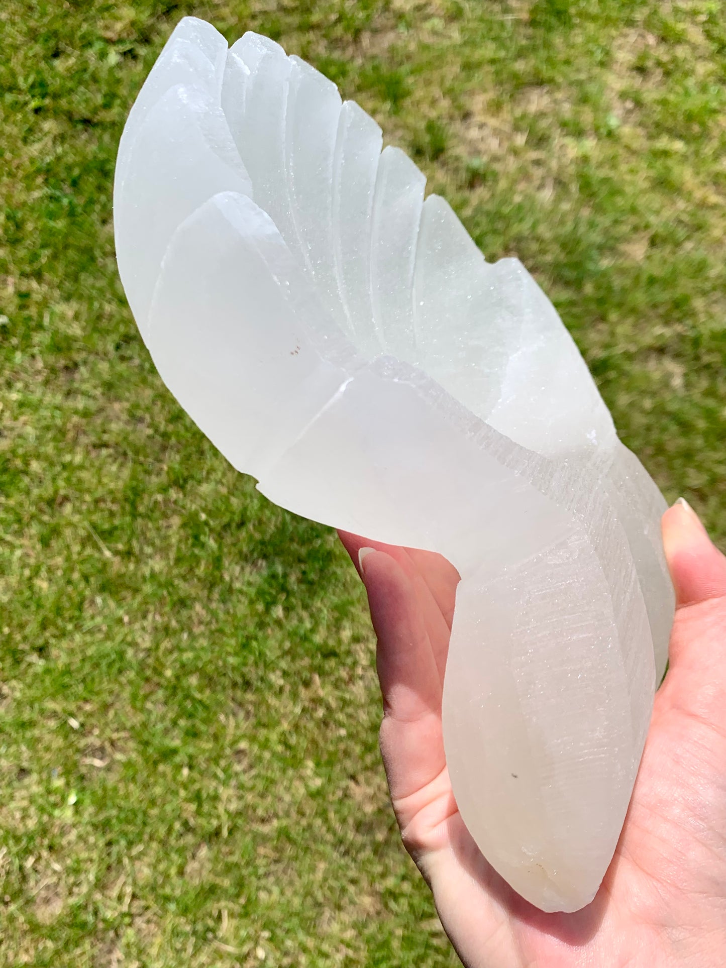 Bol coquillage selenite