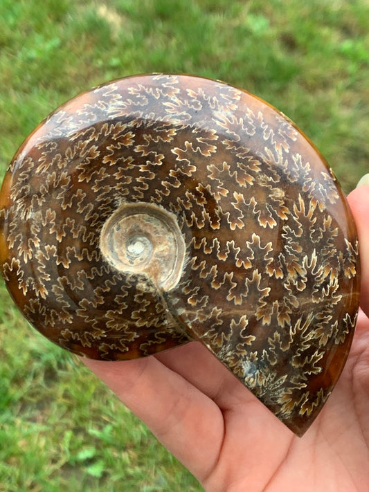 Fossile ammonite