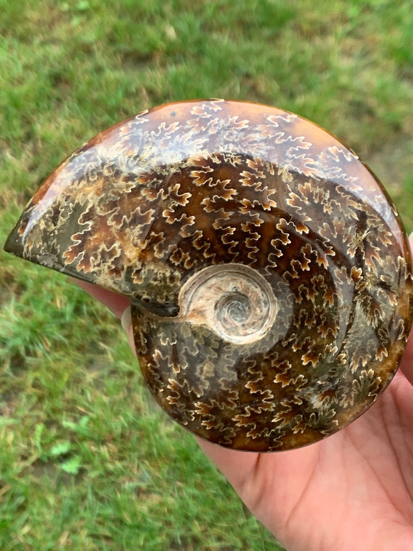 Fossile ammonite