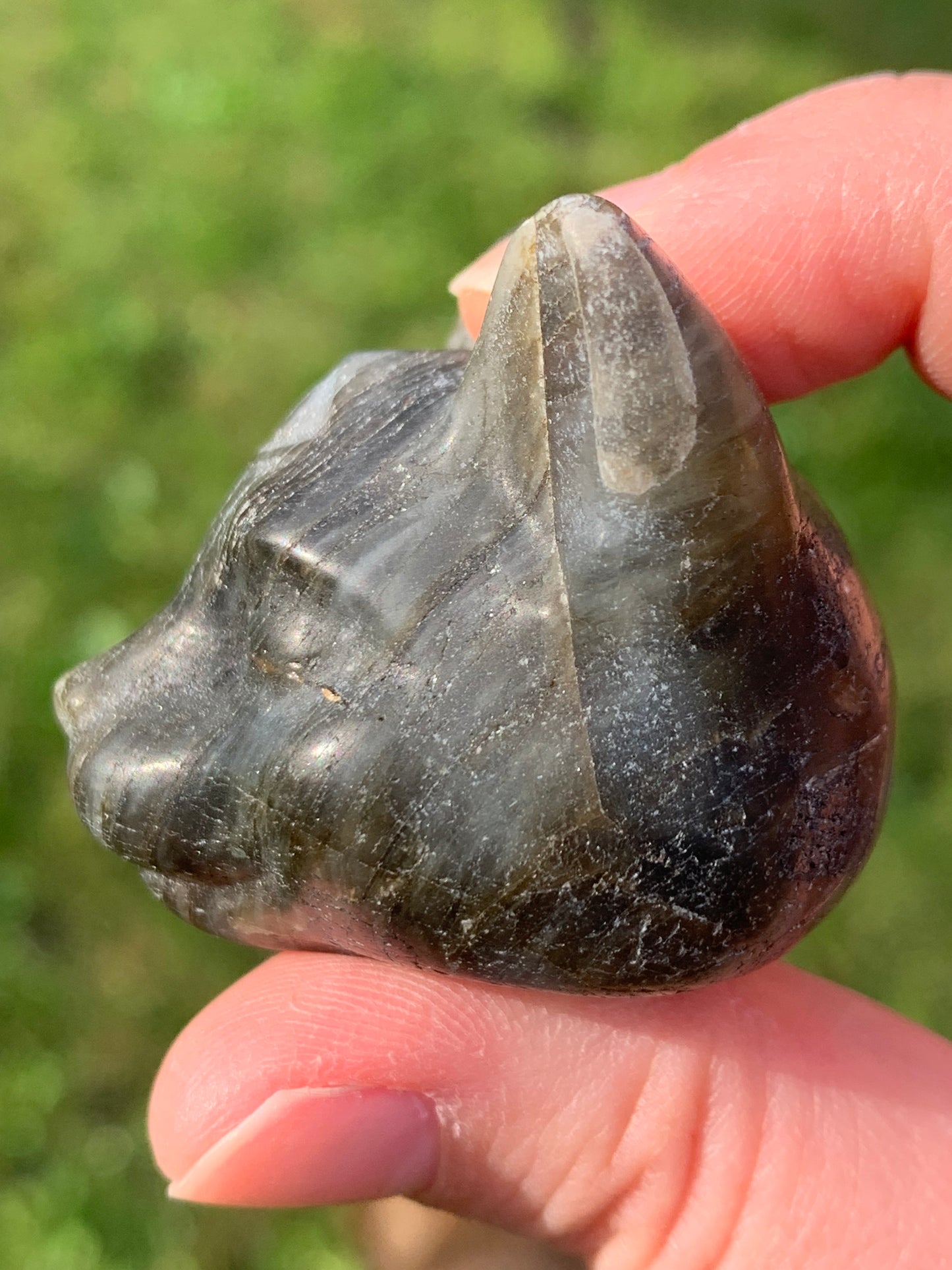 Tête chat mystique labradorite