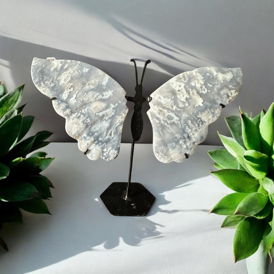 Papillon agate plume bleue