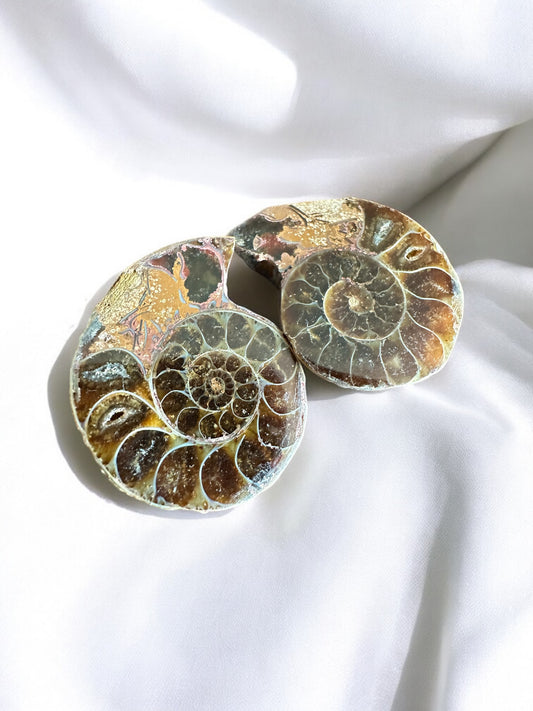 Paire ammonites 34