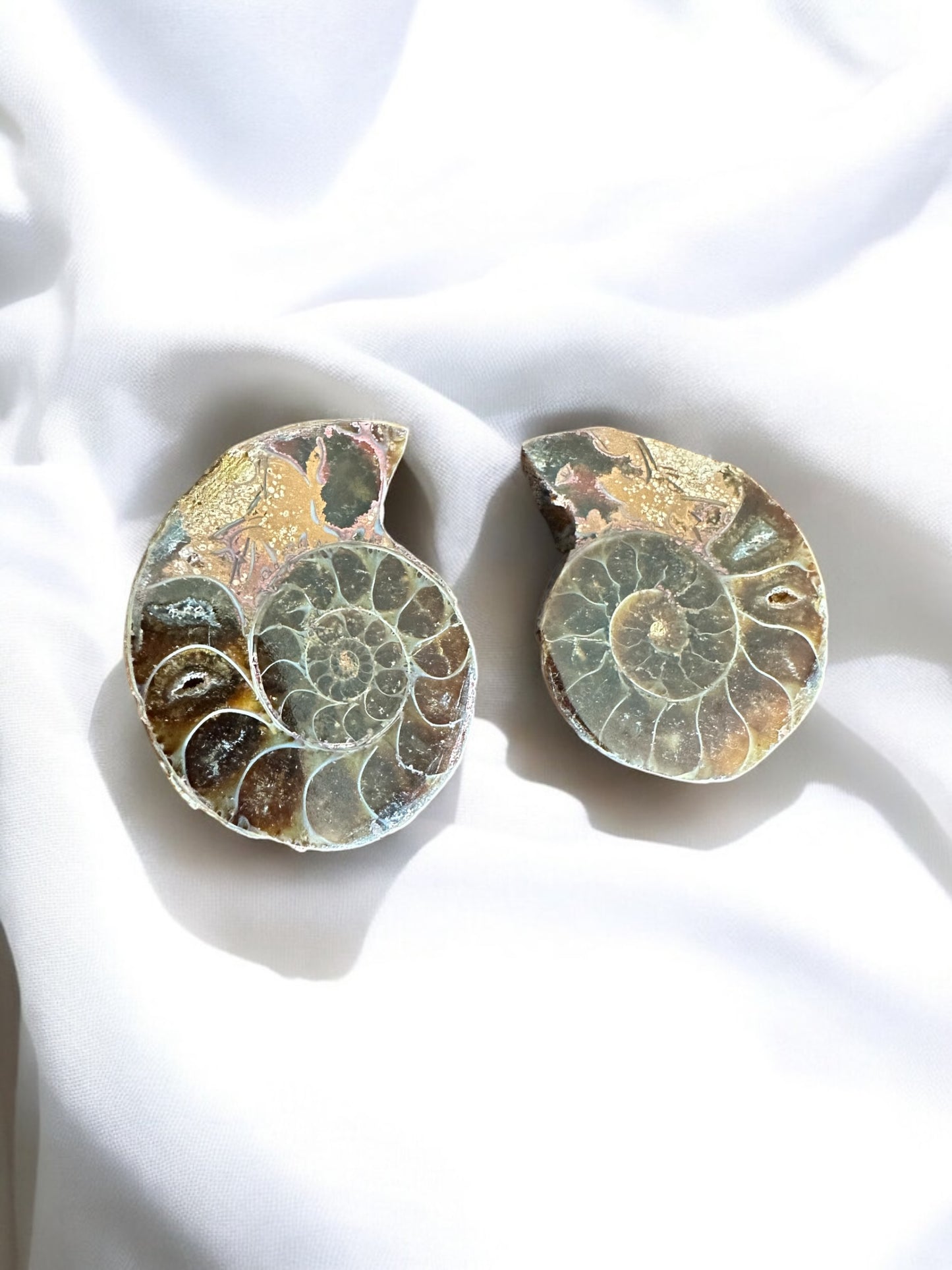 Paire ammonites 34