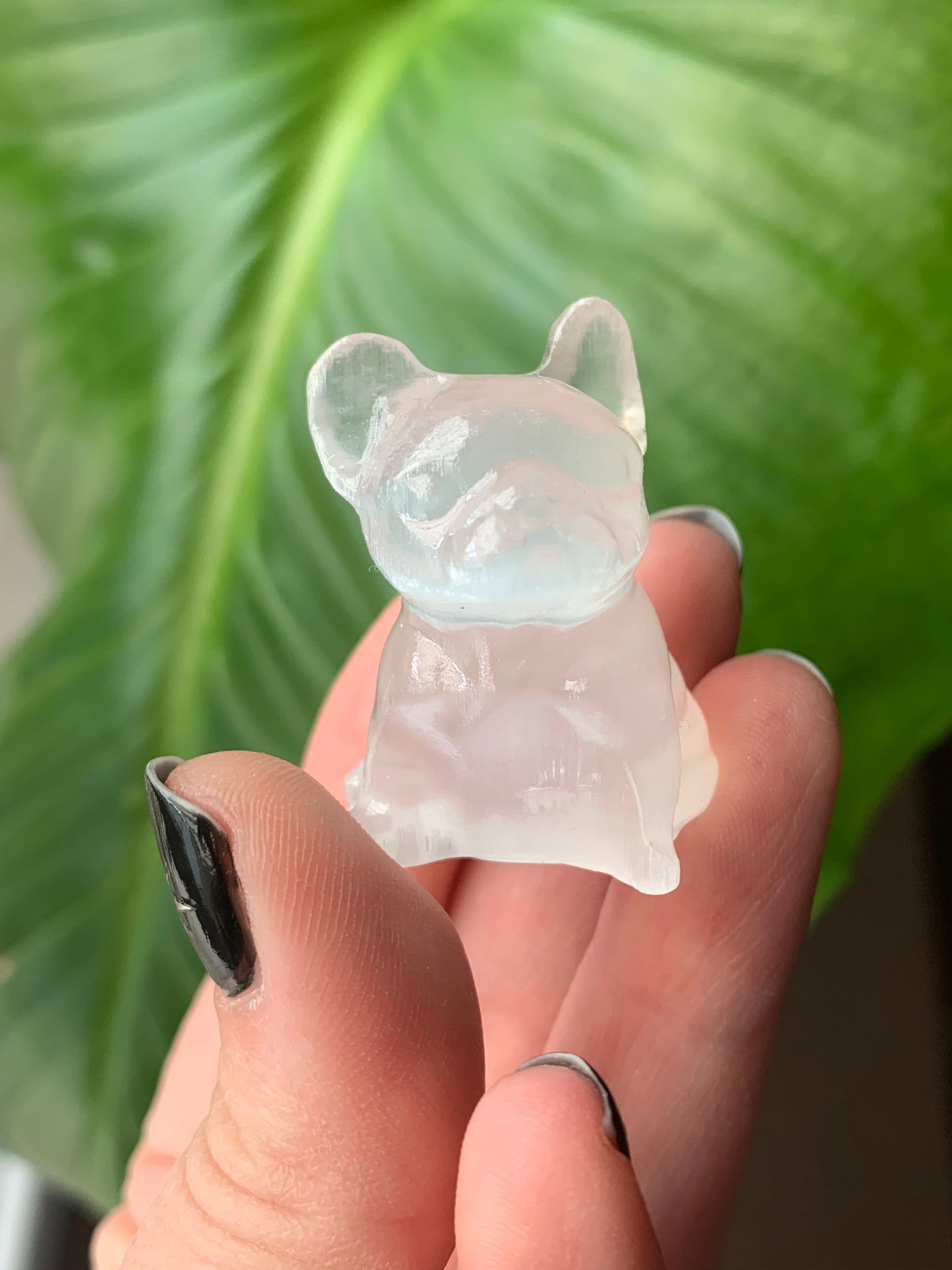 Bouledogue français selenite