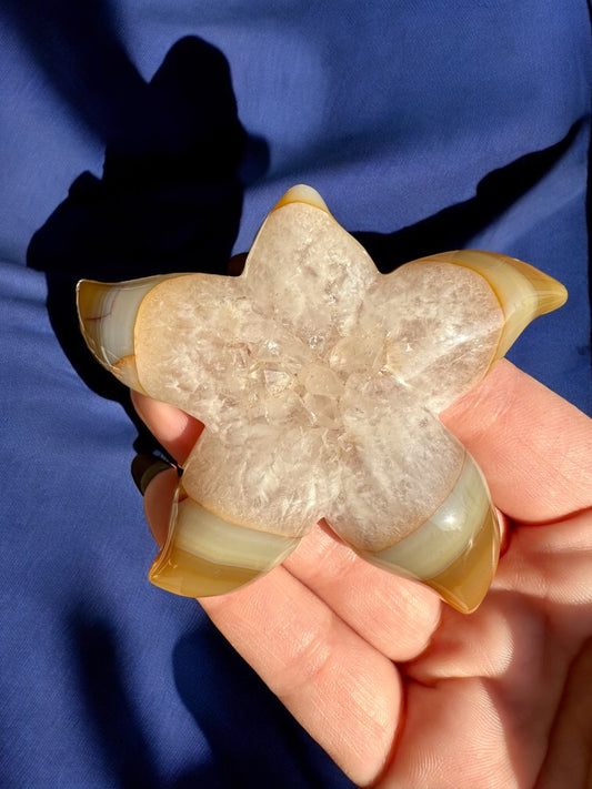 Étoile de mer agate