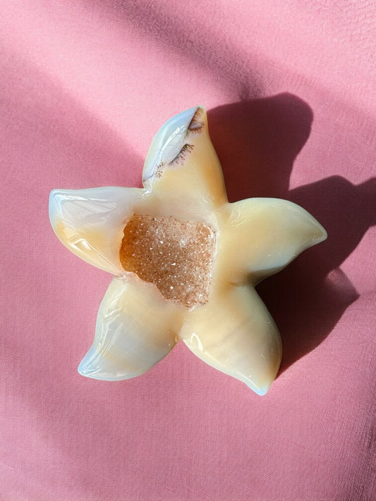 Étoile de mer agate