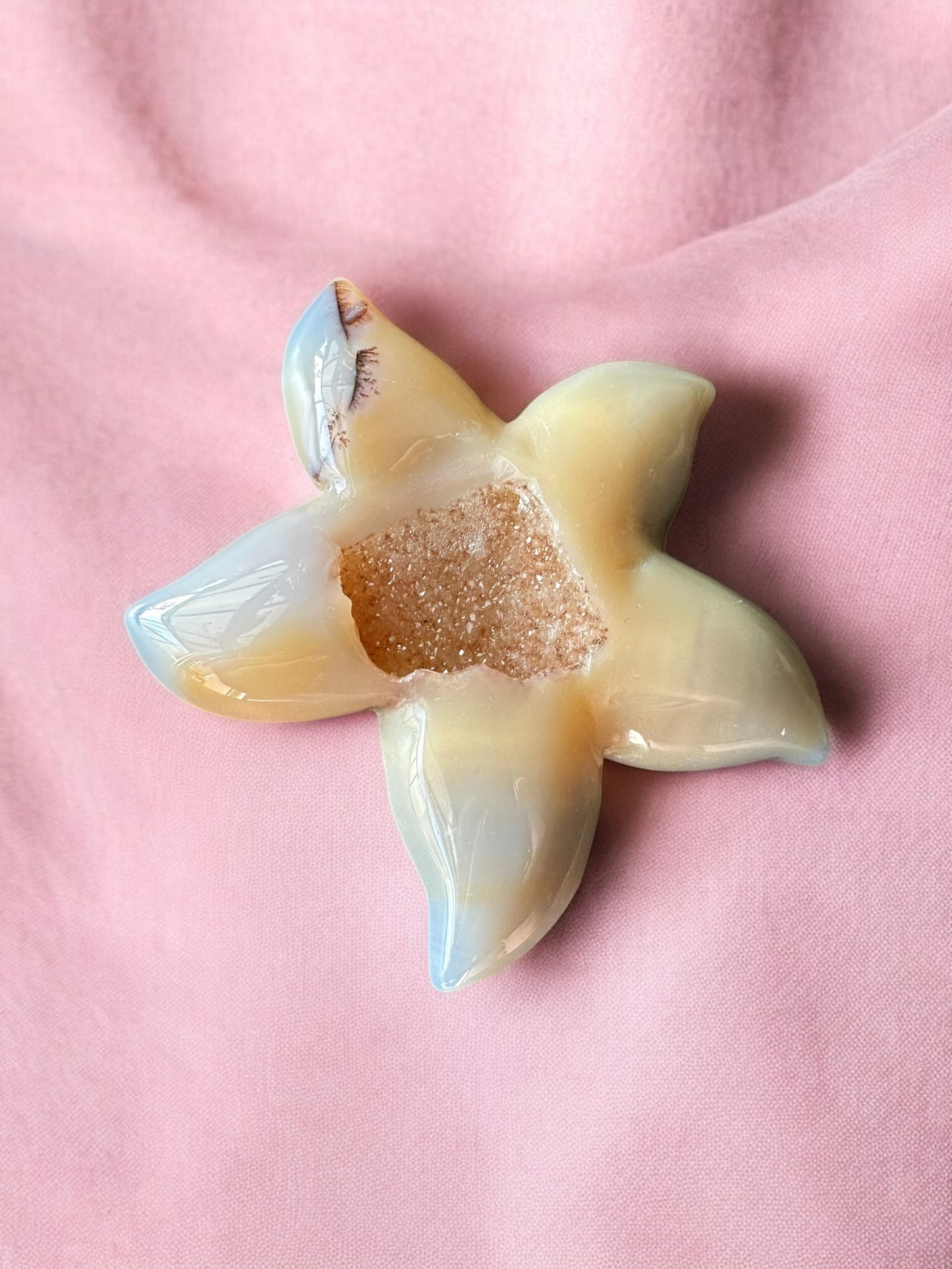 Étoile de mer agate
