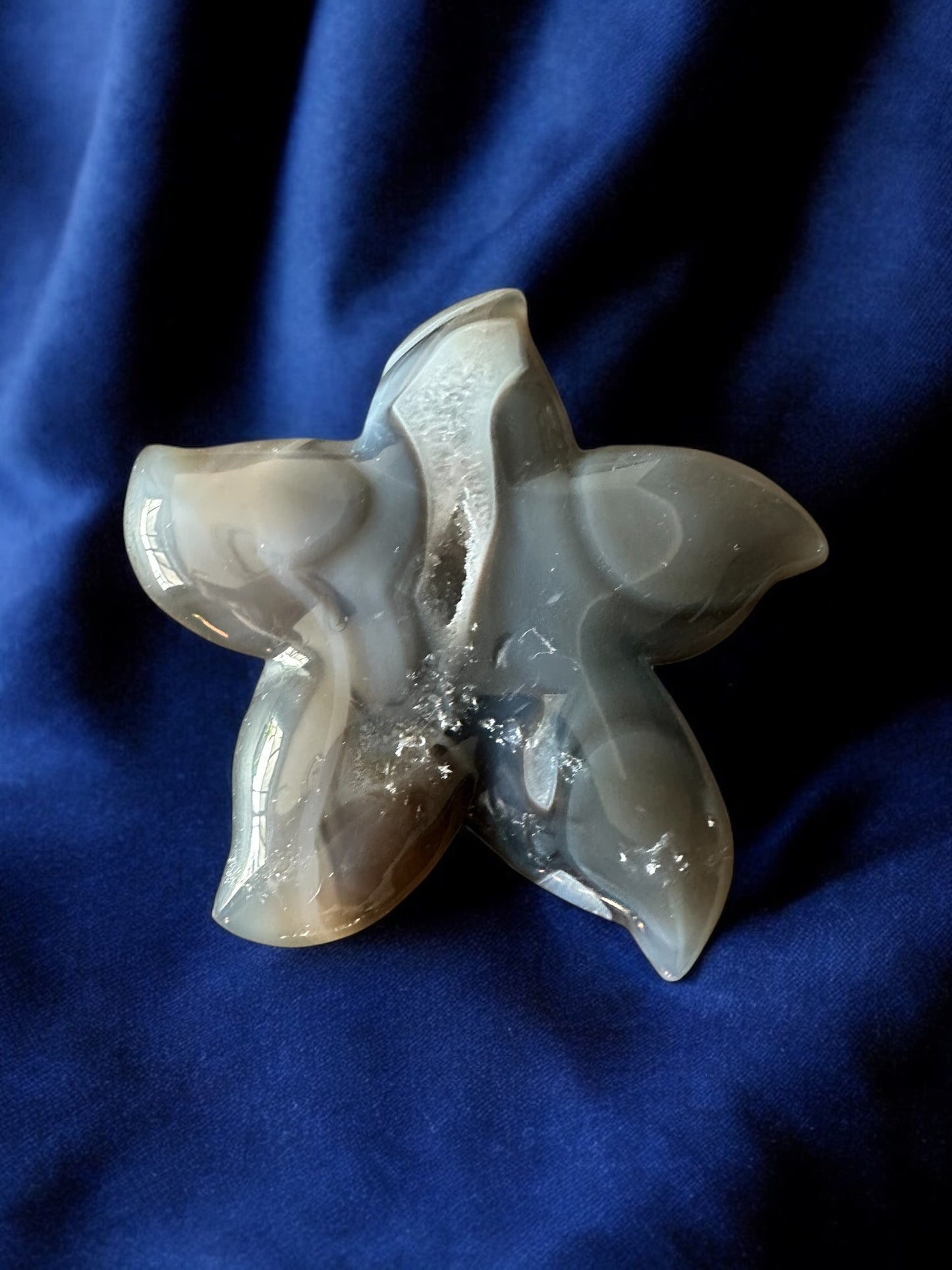 Étoile de mer agate