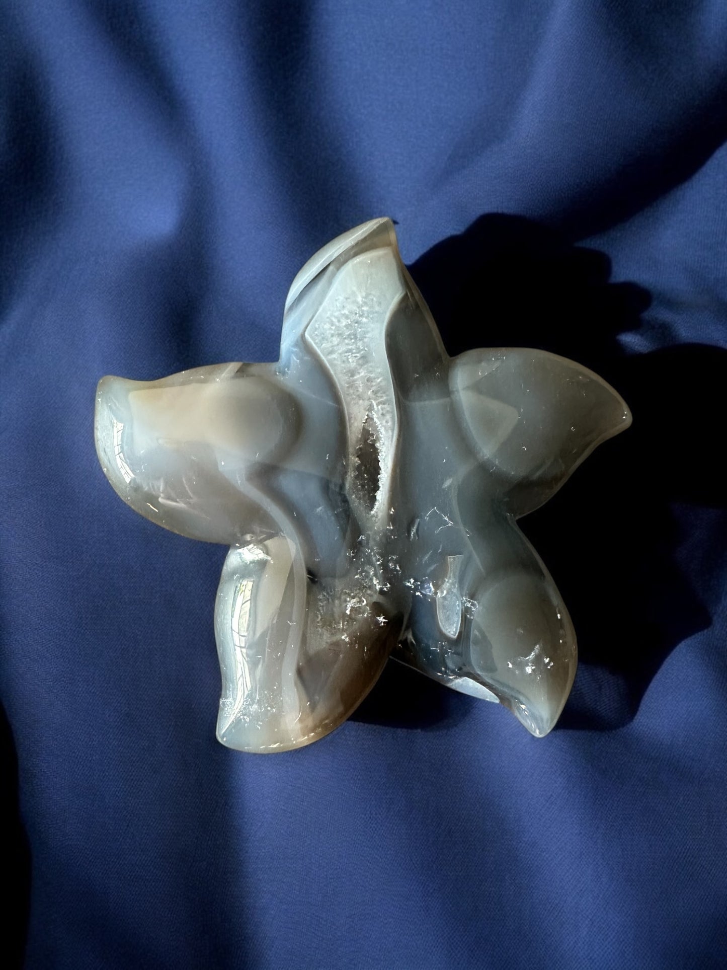 Étoile de mer agate