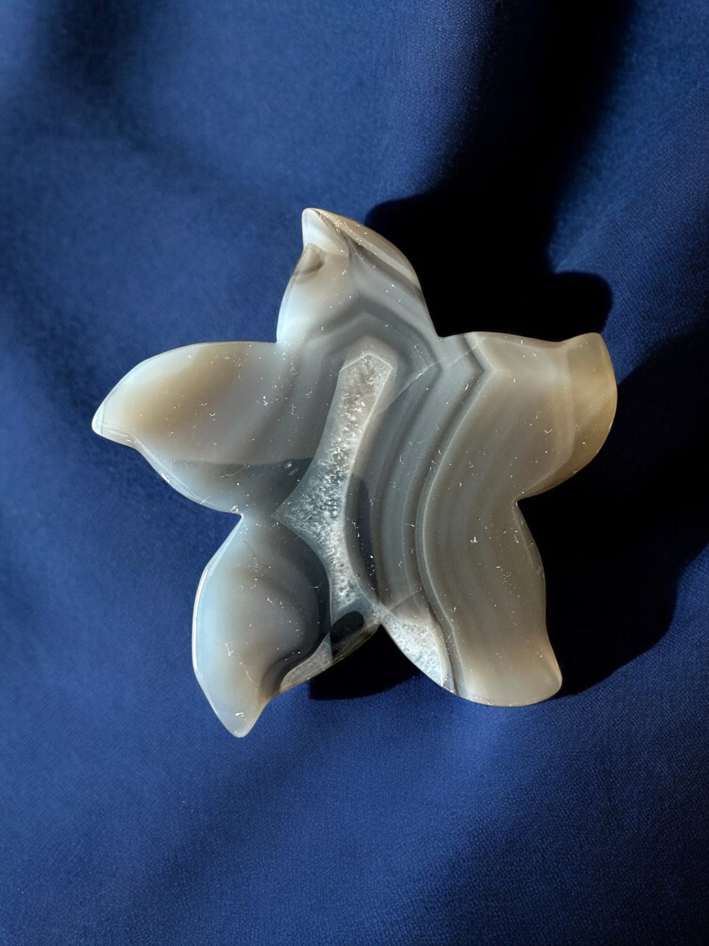 Étoile de mer agate